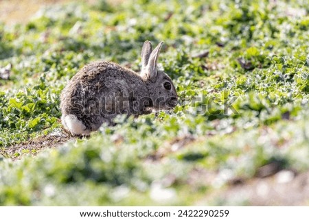 Encounter with a wild European Rabbit (Oryctolagus cuniculus) in Casa de Campo, Madrid. Nature's charm amidst Spanish landscapes. 