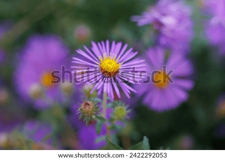 Purple aster blooming in the garden - close up