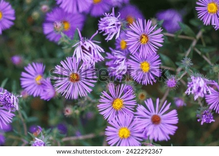 Purple aster flowers blooming in the garden