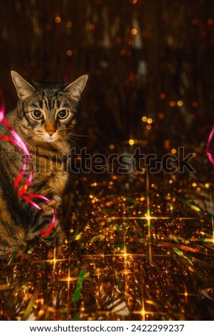 cute cat in party atmosphere with golden tinsel and pink ribbon Royalty-Free Stock Photo #2422299237