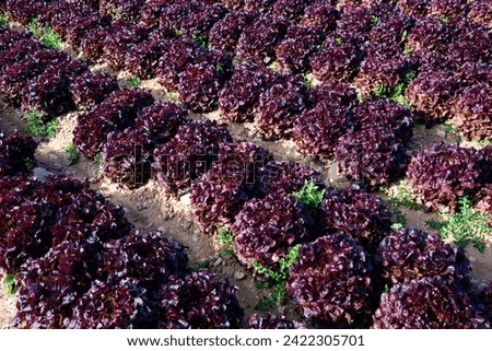 Closeup of ripe red leaf lettuce cultivars on large plantation in sunny day