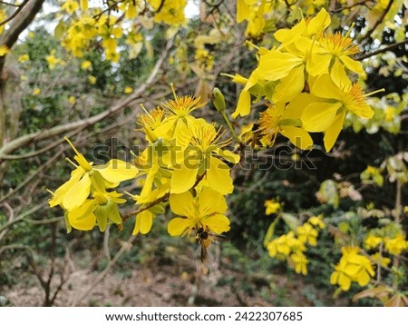 Close up of Ochna integerrima, yellow flower or Mai flower in the garden in Mekong Delta Vietnam.