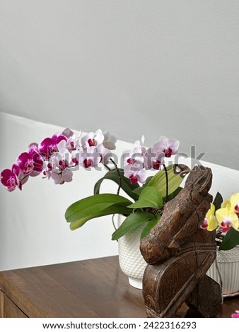 Real butterfly purple orchid luxury flowers romantic for background ,picture,photograph