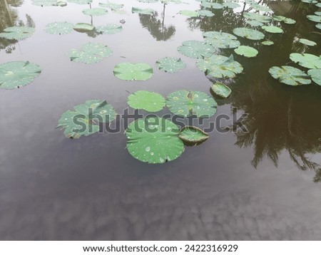 Aquatic plants in a quiet fish pond