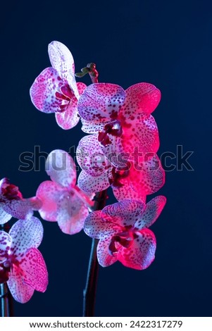 Beautiful picture of orchid flower on blue background