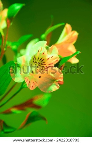Beautiful picture of orchid flower on a green background