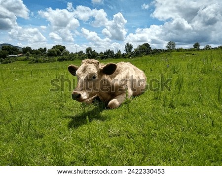 
Cow in the field on a sunny day