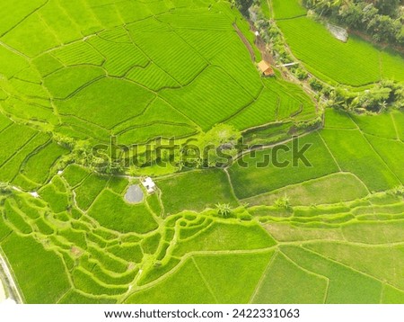 Amazing landscape of terraced rice field. Top view from drone of green rice terrace field with shape and pattern at Cikancung, Indonesia. Shot from a drone flying 200 meters high. 