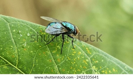 Macro Shot Beautiful Nature Scene Close Up Of the Flies