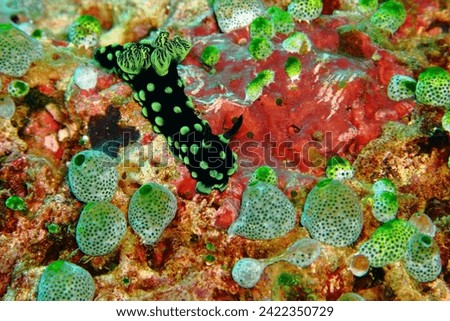 Green black nudibranch (Nembrotha cristata) - strange sea slug. Tropical colorful reef and underwater slug. Macro photography, wildlife in the ocean, picture from scuba diving trip.