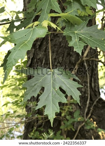 Silver Maple Tree - Acer saccharinum Royalty-Free Stock Photo #2422356337