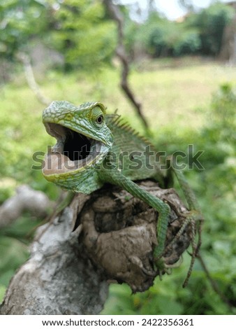 This green lizard that lives in the leaves looks dashing and has a quite scary expression. aesthetic