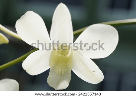  one white orchid flower blooms                              