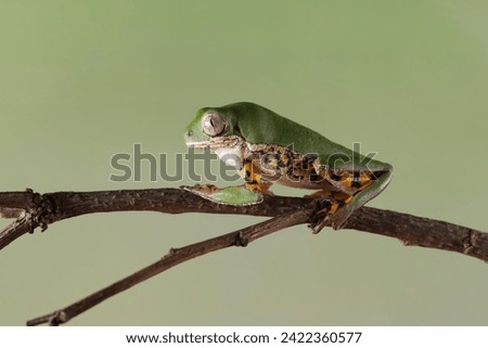 Phyllomedusa hypochondrialis climbing on branch, Northern orange-legged leaf frog or tiger-legged monkey frog closeup, Male tiger-legged monkey frog  