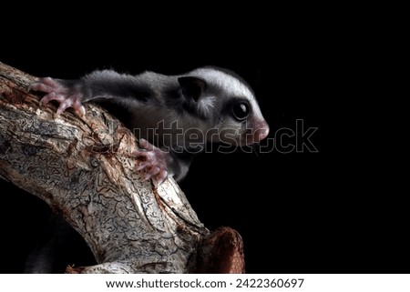 Baby Sugar Glider (Petaurus breviceps) on branch, The Sugar Glider (Petaurus breviceps) on branch with isolated background