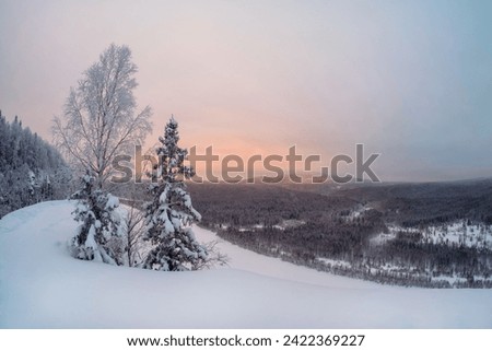 Amazing winter snow-covered mountain trees on the cliff, a soft pink sunset. Beautiful harsh nature of the north, the trees in the snow. Perfect panoramic image for wall, screen. Scenic artwork.