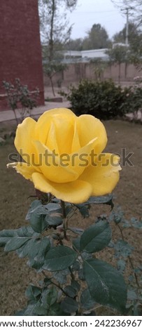 Beauty Rose ...... Yellow Rose. .  Beautyfull Nature