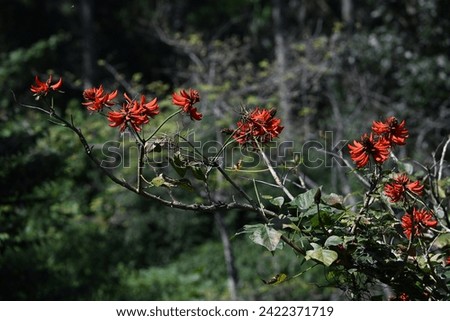 Mullu Murikku, Erythrina variegata red flowers, Indian coral tree, Tiger’s claw-plant