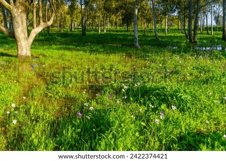 View of a flooded Eucalyptus grove with colorful wildflowers, near Megiddo, Jezreel Valley, Northern Israel