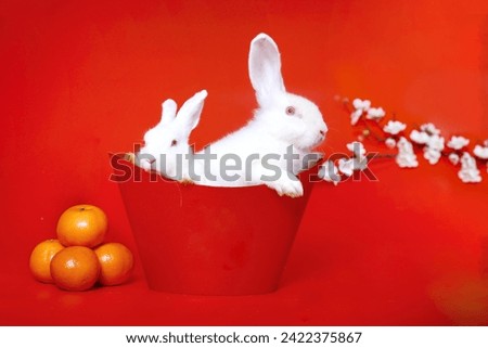 Happy Lunar Chinese New Year, celebrating Mid-Autumn Festival, two cute white rabbit bunny in ingot, Mandarin orange and plum blossom flower on red background, lucky symbol oriental Asian style. Royalty-Free Stock Photo #2422375867