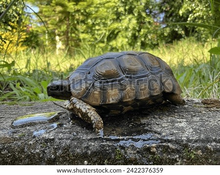 Discover the timeless charm of our captivating tortoise pictures. These majestic creatures, known for their ancient wisdom and gentle demeanor, are showcased in stunning detail against natural backdro