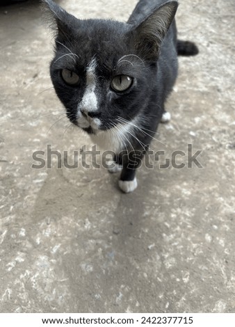 Cat black cat black panther