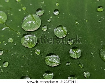 water droplets on beautiful green leaves