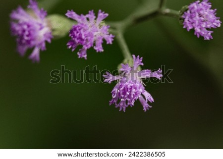 
Macro photo of Cyanthillium cinereum flowers in the garden