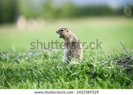 Ground squirrels in a meadow in May on Tatyshev Island in Krasnoyarsk, Siberia