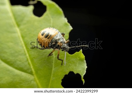 Stinkbug nymph in the wild state  Royalty-Free Stock Photo #2422399299