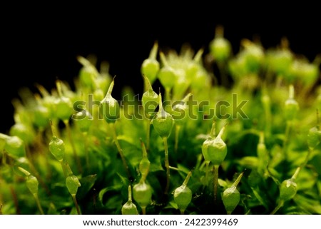 Moss macro range in the wild state Royalty-Free Stock Photo #2422399469