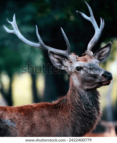 Deer are mammals belonging to the family Cervidae, and they are widely distributed across various continents, except Antarctica and Australia. Deer Types Royalty-Free Stock Photo #2422400779