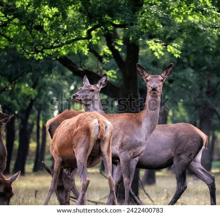 Deer are mammals belonging to the family Cervidae, and they are widely distributed across various continents, except Antarctica and Australia. Deer Types Royalty-Free Stock Photo #2422400783