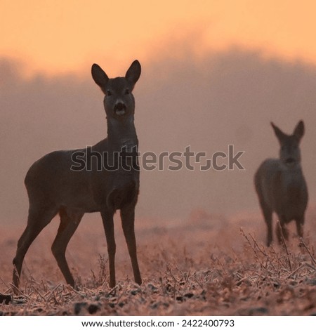 Deer are mammals belonging to the family Cervidae, and they are widely distributed across various continents, except Antarctica and Australia. Deer Types Royalty-Free Stock Photo #2422400793