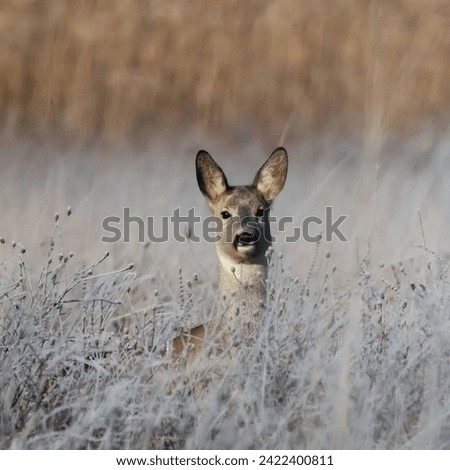 Deer are mammals belonging to the family Cervidae, and they are widely distributed across various continents, except Antarctica and Australia. Deer Types Royalty-Free Stock Photo #2422400811