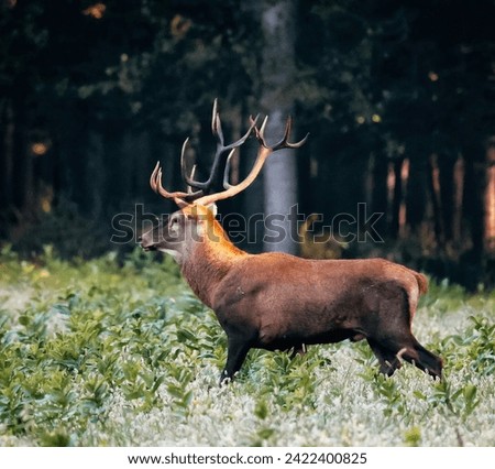Deer are mammals belonging to the family Cervidae, and they are widely distributed across various continents, except Antarctica and Australia. Deer Types Royalty-Free Stock Photo #2422400825