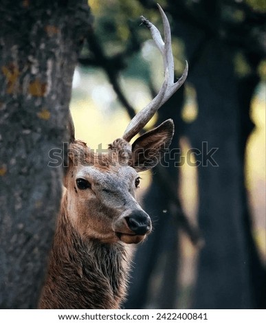 Deer are mammals belonging to the family Cervidae, and they are widely distributed across various continents, except Antarctica and Australia. Deer Types Royalty-Free Stock Photo #2422400841