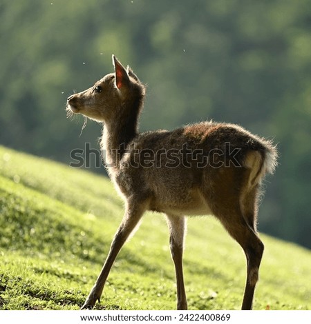 Deer are mammals belonging to the family Cervidae, and they are widely distributed across various continents, except Antarctica and Australia. Deer Types Royalty-Free Stock Photo #2422400869