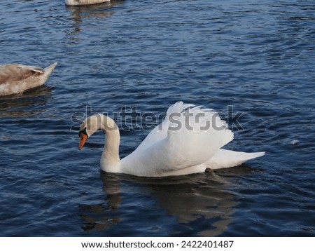magnificent swan swims in the clear waters of the river traun