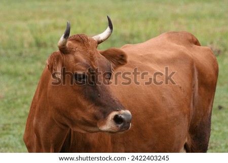 Pictures of cows outdoors - free grazing