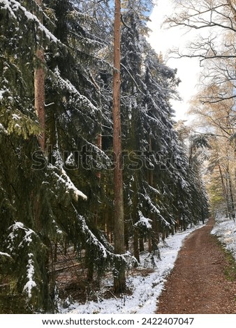 Pine and spruce trees in a snowy forest in winter