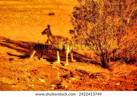 Broken Hill, Australia- October 16 2009 : a mother kangaroo and baby standing in the shadow of a small tree