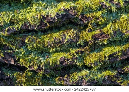 Sunlit detailed moss-covered tree bark, close up horizontal shot, macro, background