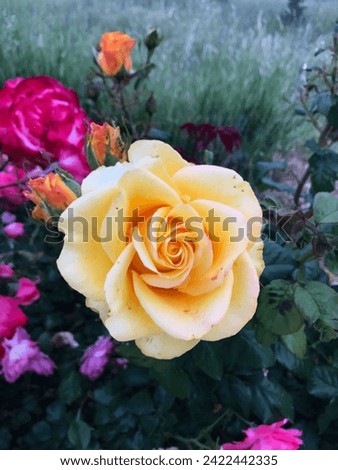 This delightful image features a large, golden yellow rose in full bloom, surrounded by a variety of colorful flowers. The rose's velvety petals stand out against the backdrop of various colors.