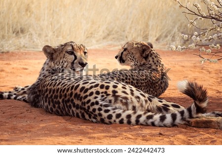Portrait of two cheetahs, close-up view. Two cheetahs rest after lunch in a shade of a bush. African safari animals in a game reserves of Namibia. Wild big cats in savannah in Kalahari desert.