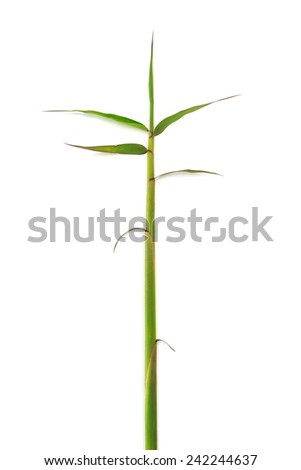 shoot bamboo on white background
