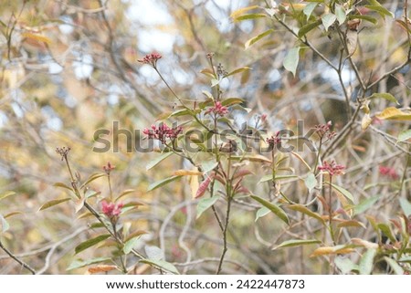 beautiful blueberry leaves in the fall botany fall colors fall foliage fall leaves natural nature