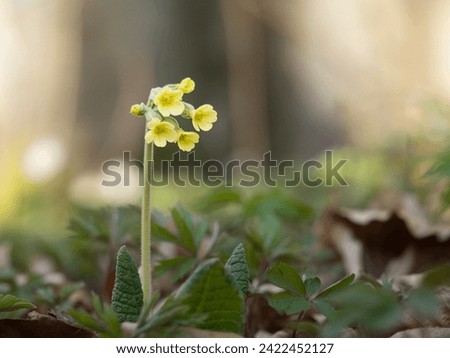 Floral wall art design with primrose in detail, soft blurred background in pastel colors in morning light can be background for your text. Wild flowers in nature.