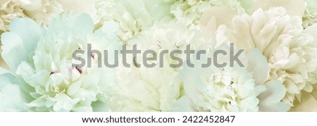 Peonies flowers.   Floral spring background.  Close-up.  Nature.
