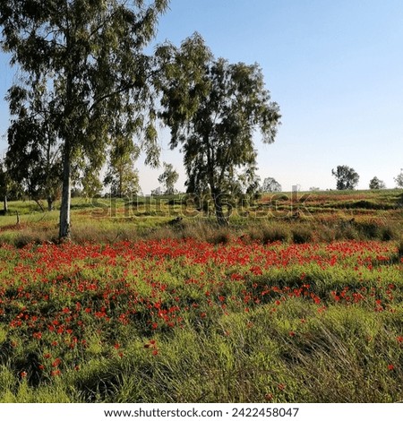 Wild red poppies flowers are blooming among a green grass and trees on the meadow. Magnificent winter flowering landscape in nature reserve of National Park. South Israel. Ecotourism
